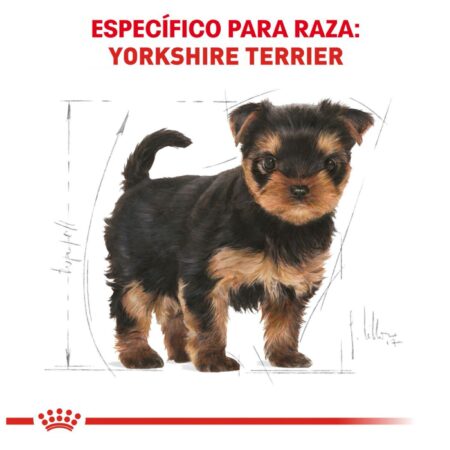 Royal canin, BHN, Yorkshire Terrier Puppy - Imagen 3